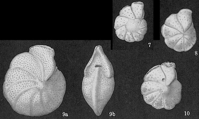 Image of Anomalinella rostrata (Brady 1881)