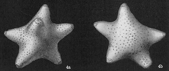 Image of Baculogypsina sphaerulata (Parker & Jones 1860)