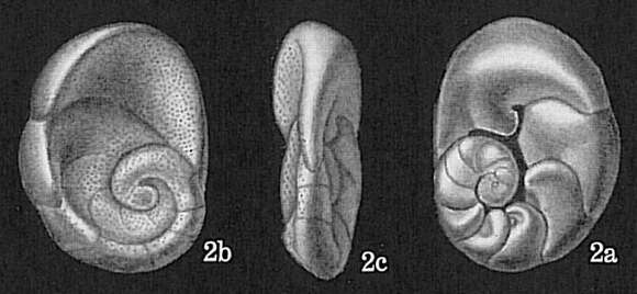 Image of Bronnimannia haliotis (Heron-Allen & Earland 1924)