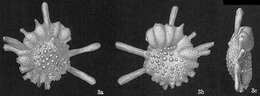 Image of Calcarina hispida Brady 1876