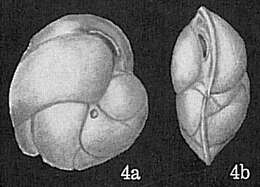 Image of Cassidulina carinata Silvestri 1896