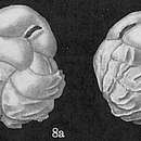 Image of Cassidulina costatula Cushman 1933