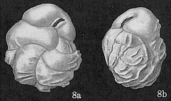 Image of Cassidulina costatula Cushman 1933