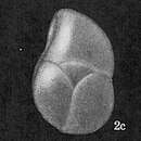 Image of Cassidulina moluccensis Germeraad 1946