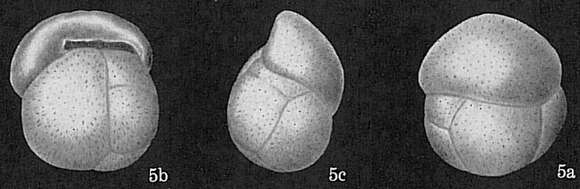 Image of Cassidulina patula Cushman 1933