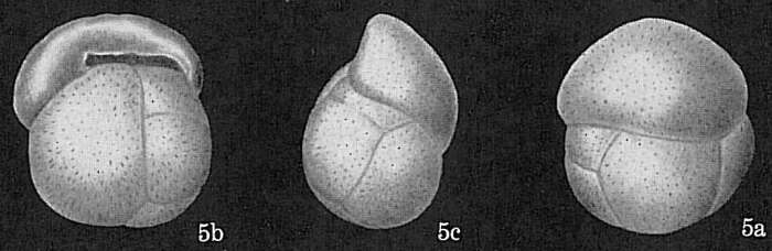 Image of Cassidulina patula Cushman 1933