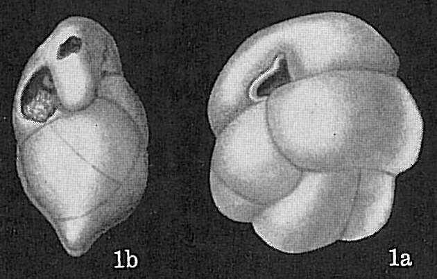 Sivun Cassidulina subtumida Cushman 1933 kuva