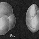 Слика од Cassidulina subtumida Cushman 1933