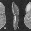 Imagem de Cibicides floridanus (Cushman 1918)