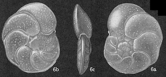 Image of Cibicides floridanus (Cushman 1918)