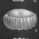Слика од Cymbaloporella tabellaeformis (Brady 1884)