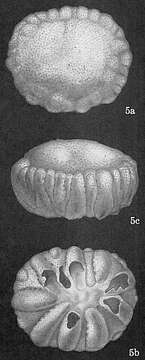 Слика од Cymbaloporella tabellaeformis (Brady 1884)