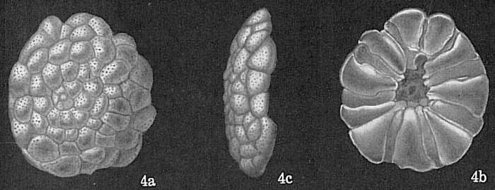 Image of Cymbaloporetta bradyi (Cushman 1915)