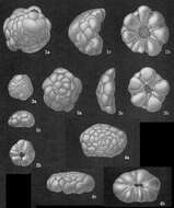 Image de Cymbaloporetta bradyi (Cushman 1915)