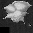 Image of Ehrenbergina albatrossi Cushman 1933