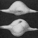 Слика од Ehrenbergina bicornis Brady 1888