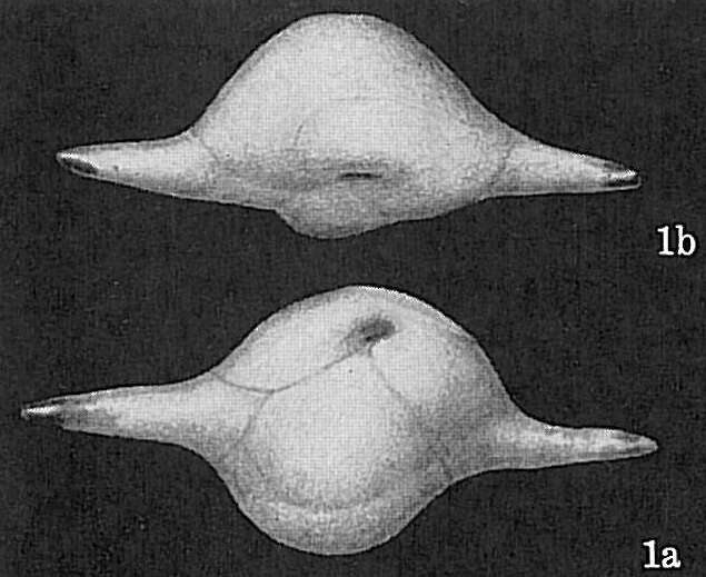 Image of Ehrenbergina bicornis Brady 1888
