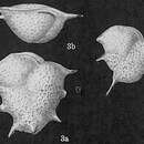 Слика од Ehrenbergina reticulata Cushman 1933