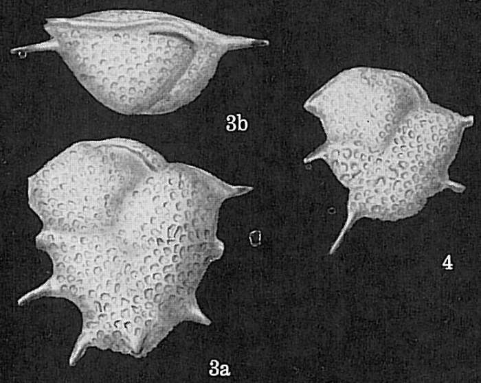 Image of Ehrenbergina reticulata Cushman 1933