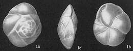 Image of Epistominella exigua (Brady 1884)