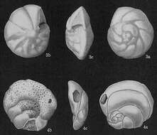 Sivun Eponides Montfort 1808 kuva