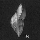 Image of Gavelinopsis praegeri (Heron-Allen & Earland 1913)
