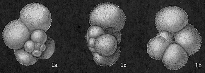 Image de Globigerina bulloides d'Orbigny 1826