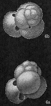 Image of Globigerinoides ruber (d'Orbigny 1839)