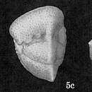 Plancia ëd Globorotalia fijiana (Cushman 1933)