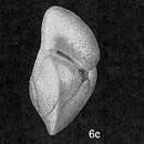 Image de Globorotalia hirsuta (d'Orbigny 1839)