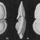 Image of Globorotalia menardii (d'Orbigny ex Parker, Jones & Brady 1865)