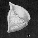 Sivun Globorotalia truncatulinoides (d'Orbigny 1839) kuva