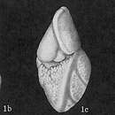 Слика од Globorotalia tumida (Brady 1877)