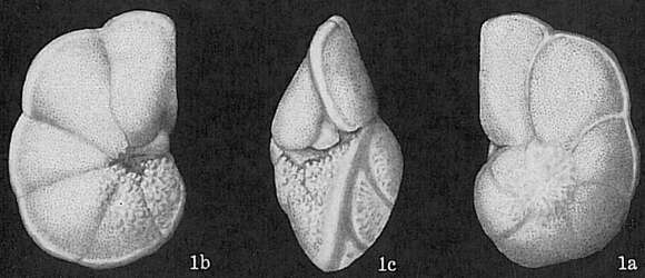 Image of Globorotalia tumida (Brady 1877)