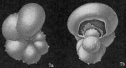 صورة Hastigerina pelagica (d'Orbigny 1839)