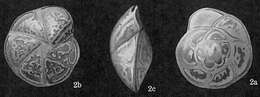 Image of Hoeglundina elegans (d'Orbigny 1826)