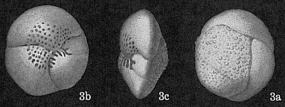 صورة Hofkerina semiornata (Howchin 1889)