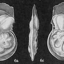 Image of Laticarinina pauperata (Parker & Jones 1865)