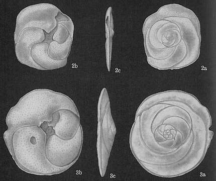 Слика од Neoconorbina crustata (Cushman 1933)