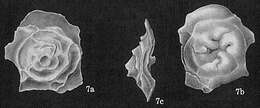 Image of Neoconorbina frustata (Cushman 1933)