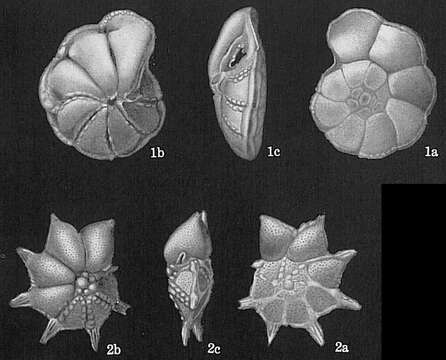 Image of Pararotalia ozawai (Asano 1951)