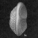 Image of Pegidia dubia (d'Orbigny ex Fornasini 1908)