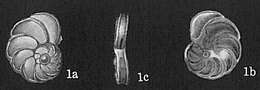 Image of Planulinoides Parr 1941