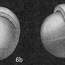 Sivun Pullenia bulloides (d'Orbigny 1846) kuva