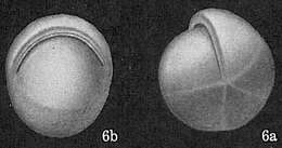 Plancia ëd Pullenia bulloides (d'Orbigny 1846)