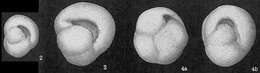 Imagem de Pulleniatina obliquiloculata (Parker & Jones 1865)