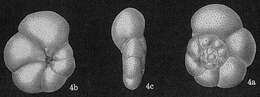 Image of Rosalina globularis d'Orbigny 1826