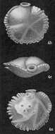 Image of Siphonina tubulosa Cushman 1924