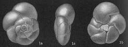 Image of Ammonia tepida (Cushman 1926)