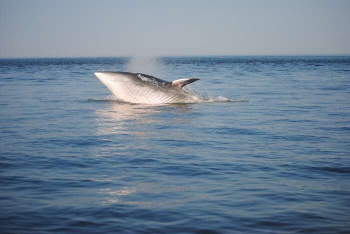 Plancia ëd Balaenoptera acutorostrata Lacépède 1804